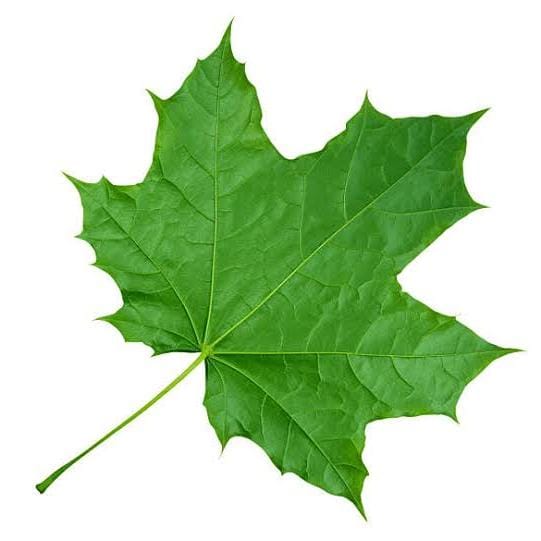 Green Commune Logo